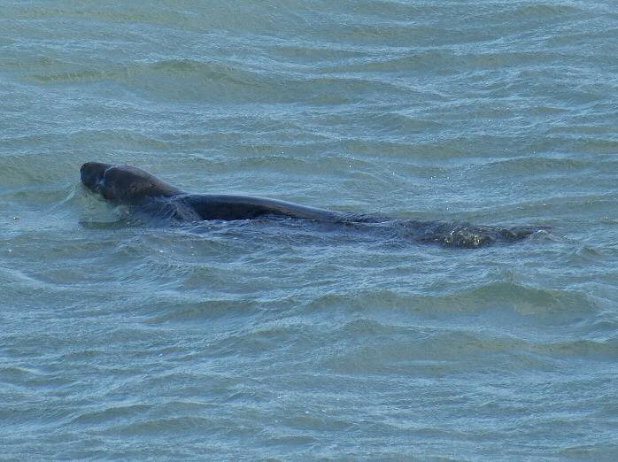 Grey Seal - Harlyn Bay
