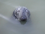 Nelson, the seal at Mevagissey